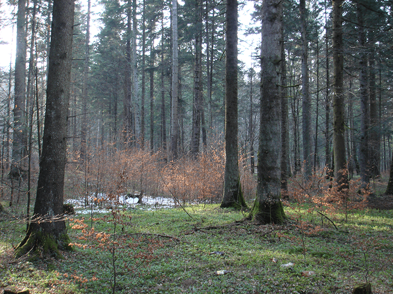 Bachelier en Agronomie - Orientation forêt et nature