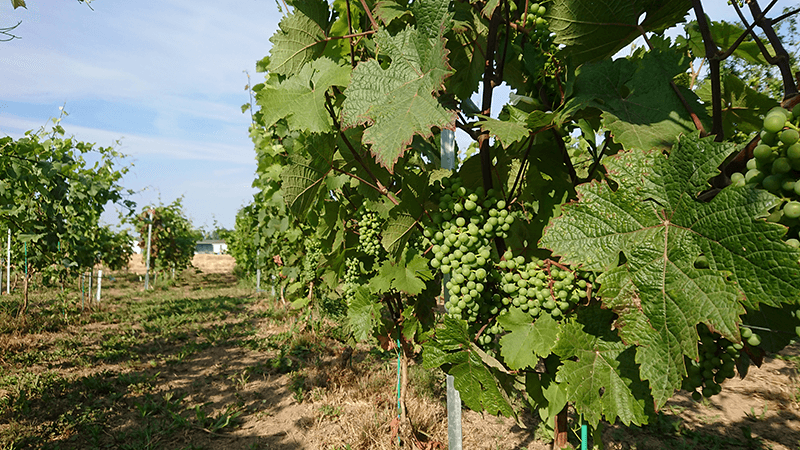 Bachelier Agronome en Biotechnologies et Ressources Alimentaires - option Techniques Viti-vinicoles