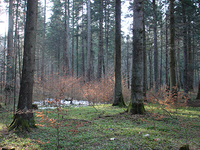 Bachelier Agronome en Nature et Forêt