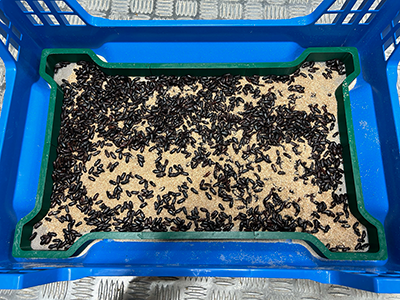 INSECTA  Innovations entomologiques pour des compléments alimentaires 