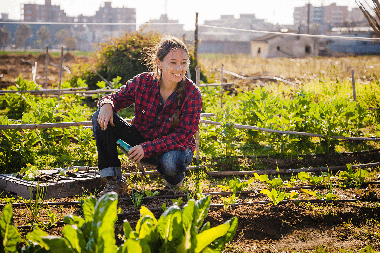 Agriculture urbaineart
