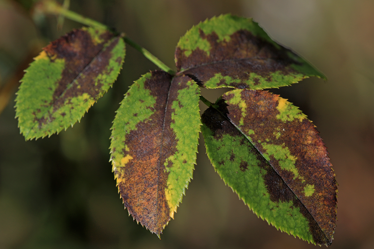 Phytopathology microbial and molecular farming